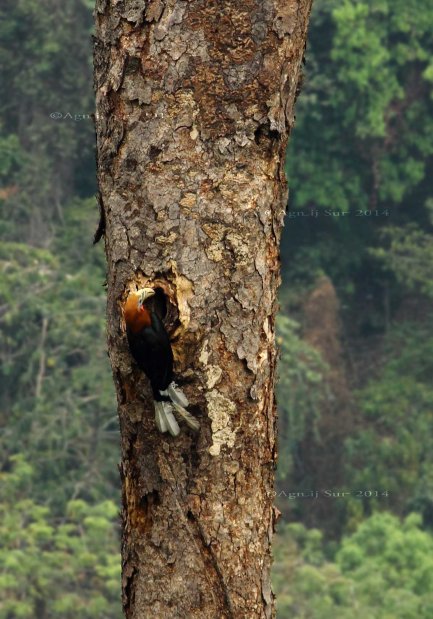 The Mighty Rufous Necked Hornbill They make nests in tree trunks and then feel the entrance up, after the female enters the nest, with droppings, mucus and smashed fruit pulps. they do this to protect their partner from another Hornbill who might mate with female and destroy the eggs from the previous mating.