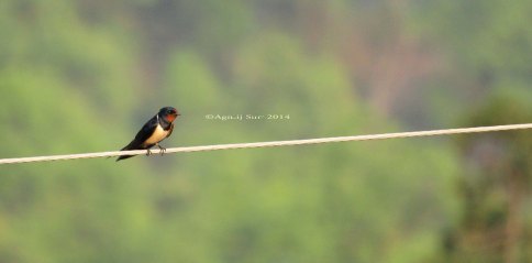 Barn Swallow (Hirunda rustica)